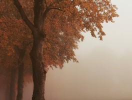Velos Markets威马证券：多元资产与智能工具驱动的投资策略解析